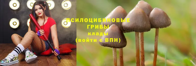 хочу наркоту  Аткарск  Галлюциногенные грибы Psilocybe 